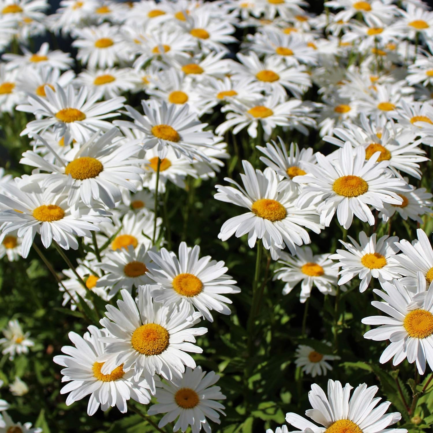 descriptionImage2